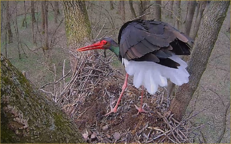 Itthon az első fekete gólya